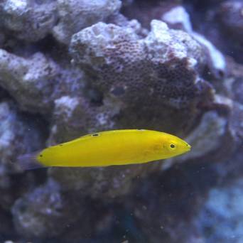 Halichoeres chrysus rozmiar 3-4 cm