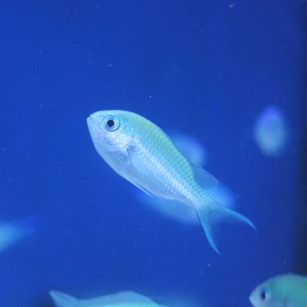 Chromis virdis rozmiar 3-4 cm 