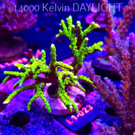 Anacropora WWC SLIMEBALL (16.03.2026) L1-023  10cm