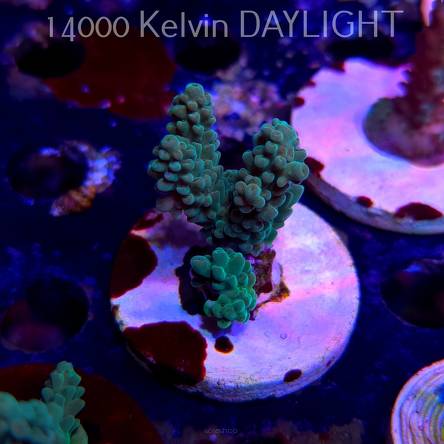 Acropora sp. AUSTRALIA  (20.03.2025) L1-III-6  6cm