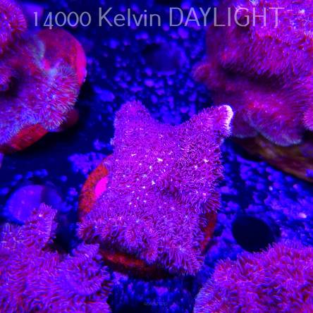 Pavona decussata (19.09.2025)  5cm