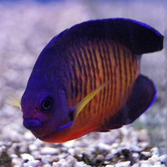 Centropyge bispinosus (Coral Beauty Angel) rozmiar 6 cm