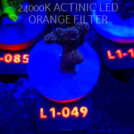 Acropora MILLEPORA PINK (11.10.2025) L1-049  5cm