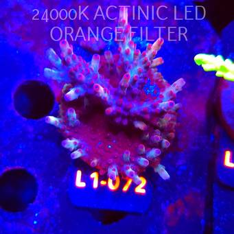 Acropora JMC PINK DREAM (16.03.2026) L1-072  6cm