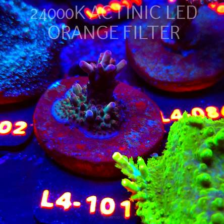 Acropora JMC PINK DREAM (07.01.2026) L4-101  3cm