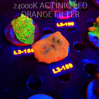 Acropora JMC RAINBOW PRINCESS Signature Frag (11.09.2026) L3-189  6cm