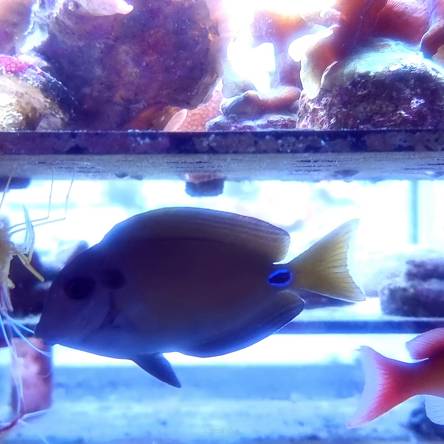 Acanthurus tennentii rozmiar 7-8cm
