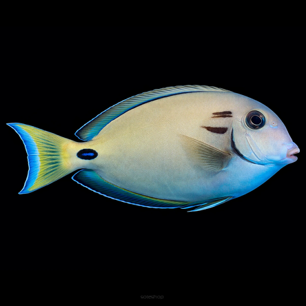 Acanthurus tennentii rozmiar 7-8cm