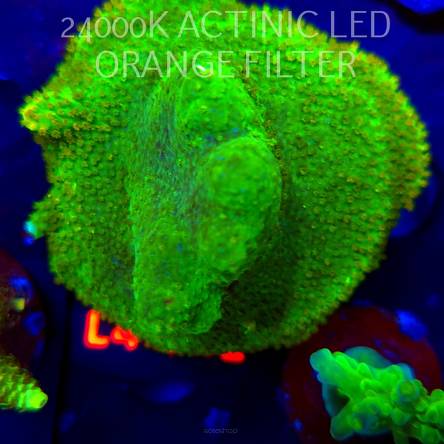 Acropora RR RAINBOW LOOM  (06.01.2026) L4-042  6cm