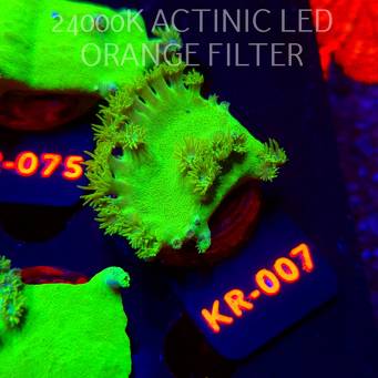 Turbinaria peltata TOXIC GREEN (07.12.2025) KR-007  4cm