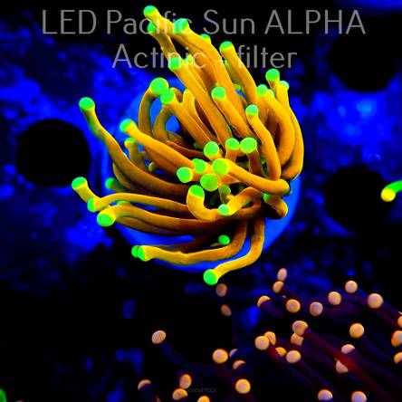 Euphyllia WC Yellow Tip Gold Torch (11.06.2024)
