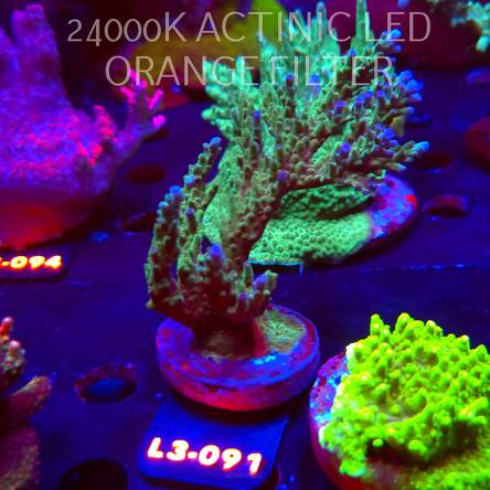 Acropora sp. AUSTRALIA (09.05.2026) L3-091  12cm