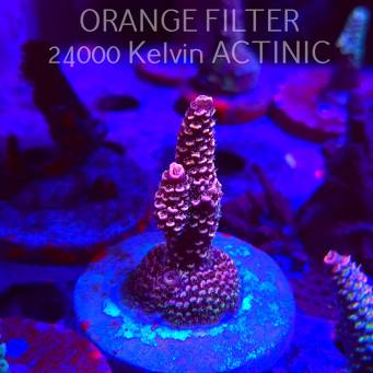 Acropora spathulata PINK PASSION (24.05.2025) L2-II-2  6cm