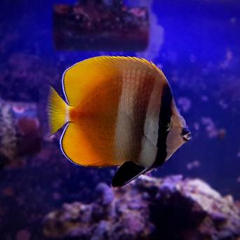 Chaetodon kleini rozmiar 6-8 cm