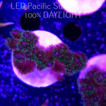 Pocillopora damicornis Bird of Paradise Birdsnest (23.01.2025)  5cm