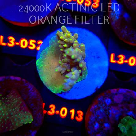 Acropora nasuta NEON GREEN POLYPS (10.09.2026) L3-013  4cm
