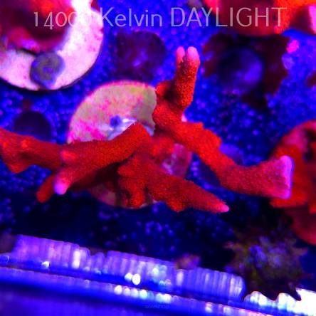 Montipora digitata RED (22.09.2025)  12cm