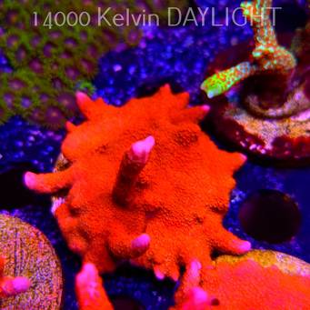 Montipora digitata RED (18.05.2025)  5cm
