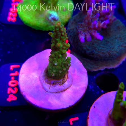 Acropora divaricata JOES MANGO GARDEN (03.08.2026) L1-024  6cm