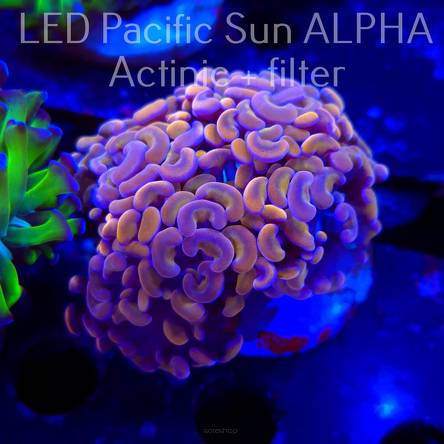 Euphyllia paraancora GOLD HOLOGRAM HAMMER (02.11.2024) 4 HEADS