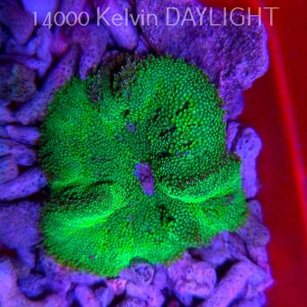 Stichodactyla TAPETUM Mini-Maxi Carpet Anemone GREEN FLUO (01.06.2025)  7cm