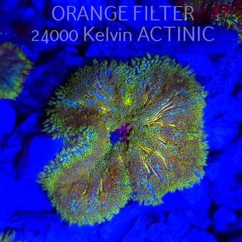 Stichodactyla TAPETUM Mini-Maxi Carpet Anemone RAINBOW (01.06.2025)  7cm