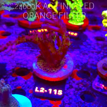 Acropora EC Frankie's Kryptonite (18.03.2026) L2-115  10cm