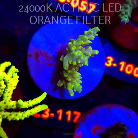 Acropora sp. PREMIUM AUSTRALIA (04.01.2026) L3-117  5cm