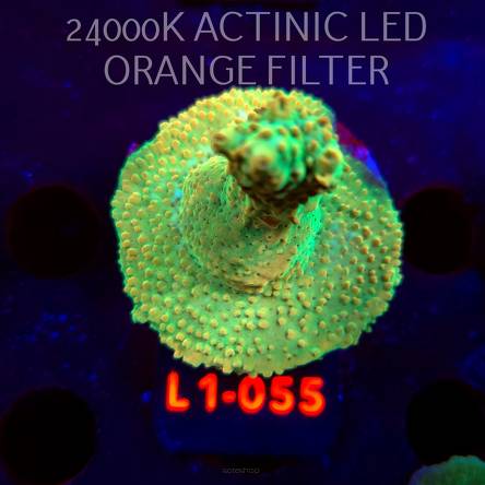 Acropora TG PINK FLOYD ACRO (03.08.2026) L1-055  6cm