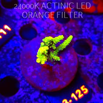 Acropora sp. PREMIUM AUSTRALIA (05.01.2026) L3-125  4cm