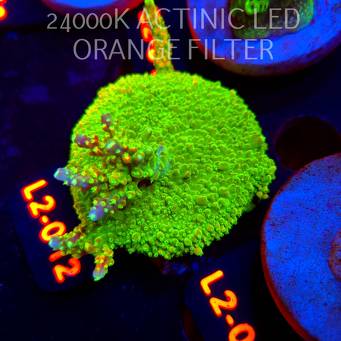Acropora RR RAINBOW LOOM (14.08.2026) L2-012  6cm