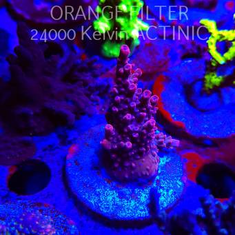 Acropora BLUE POLYP BLEEDING STRAWBERRY (24.05.2025) L2-II-4  6cm
