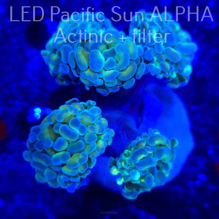 Euphyllia paraancora GREEN HOLOGRAM  (03.11.2024) 4H