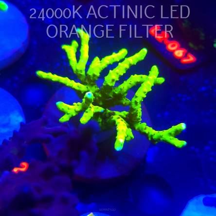 Anacropora WWC SLIMEBALL (14.11.2025) L2-022  7cm