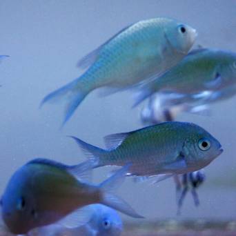Chromis virdis rozmiar 5 cm