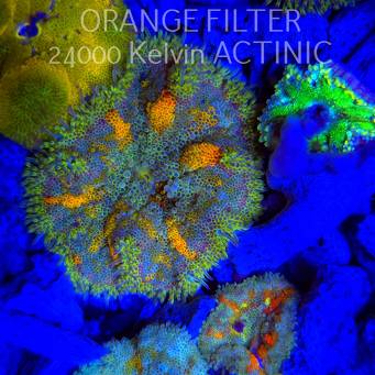 Stichodactyla TAPETUM Mini-Maxi Carpet Anemone RAINBOW (01.06.2025)  7cm