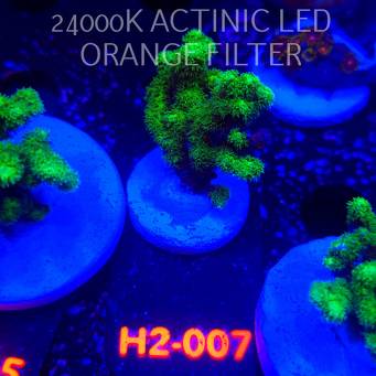 Pocillopora damicornis NEON GREEN (01.12.2025) H2-007  4cm