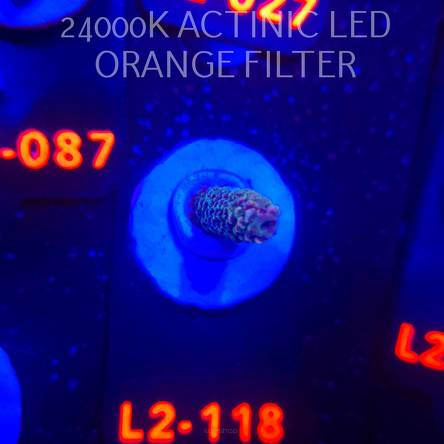 Acropora sp. AUSTRALIA (12.11.2025) L2-118  3cm