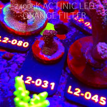 Acropora sp. AUSTRALIA (18.03.2026) L2-031  3cm