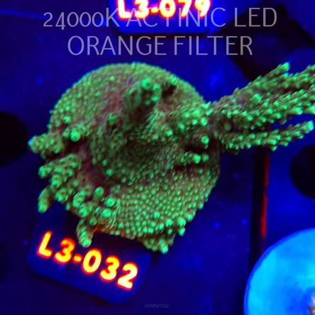 Acropora sp. PREMIUM AUSTRALIA (09.05.2026) L3-032  8cm