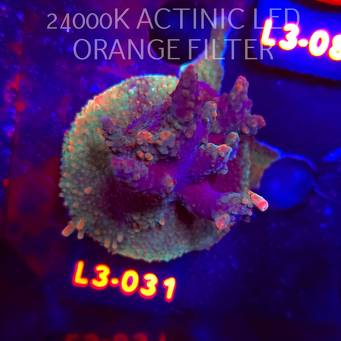 Acropora JMC RAINBOW PRINCESS Signature Frag (04.01.2026) L3-031  6cm