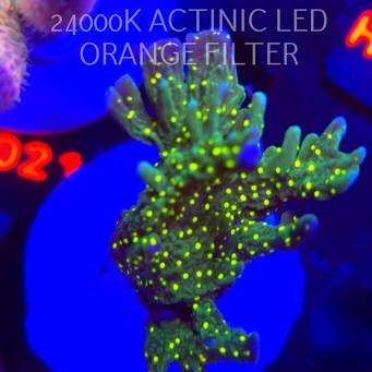 Montipora STELLATA (16.10.2025) H1-098  8cm