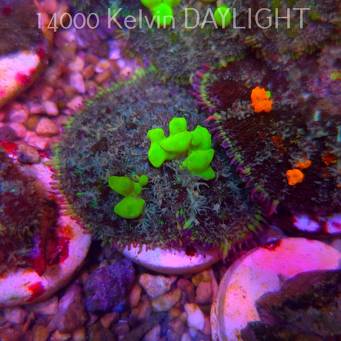 Rhodactis URANIUM Bounce Mushroom (05.03.2025)  5cm