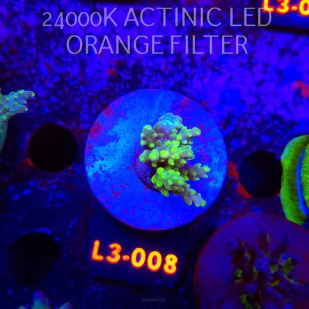 Acropora sp. PREMIUM AUSTRALIA (04.01.2026) L3-008  3cm