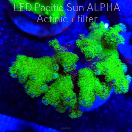 Pocillopora verrucosa YELLOW FLUO (22.01.2025)  7cm