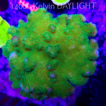 Pocillopora verrucosa YELLOW FLUO (01.06.2026) H4-  12cm