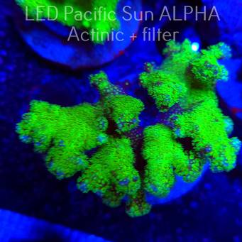 Pocillopora verrucosa YELLOW FLUO (22.01.2025)  7cm