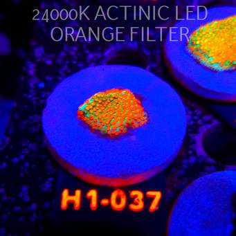 Montipora danae Jason Fox Fruity Pebbles (20.06.2026) H1-037  2cm