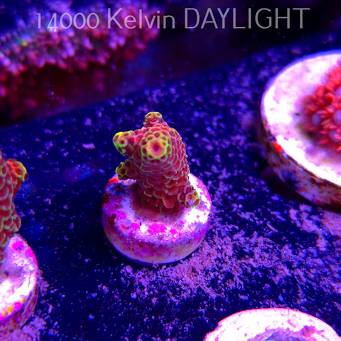 Acropora JMC DJ Signature frag (13.06.2025) H1-I-2  2.5cm