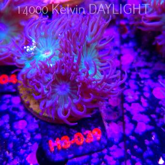 Duncanopsammia axifuga (15.01.2026) H3-039  4P